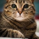NekoMio
