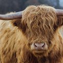 Pudgiecow3