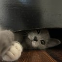 catveiga