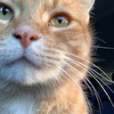 ILOVECATSS