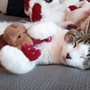 bunny_11