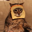 MrMeow