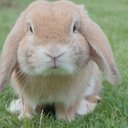 BunnywDrip