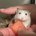 pippycat