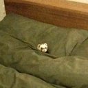 tiny_terry