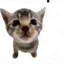 donky734
