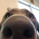 mad_dog61