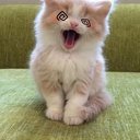 Kamiiiiii