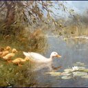 happyduck