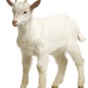 hexgoat