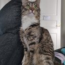 neela_