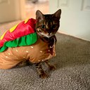 Shiba_213