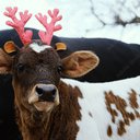 Cow28