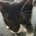 livia_arf