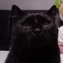 Gamingcat