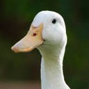 kkdima