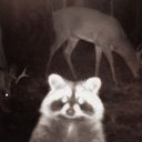 raccoonn