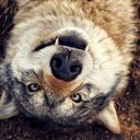 wobbldogz