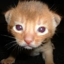 Lailetta