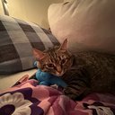 eyelovecat