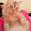 mariam223