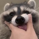 quequito