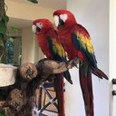 MacawSongs