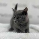 Kittyluvr2