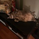 milliemeow