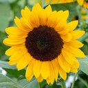 Sunflwer03