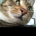 brionyncat