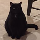 FluffyCat3