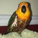 poobie