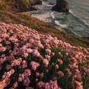 lilac-ocea