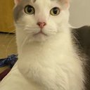 egh_cats