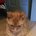 alistair