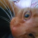 kiwiritaa
