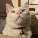 whiteKitty