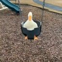 madduck