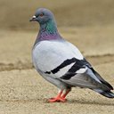 pigeon_man