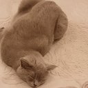 peki_vb