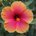 Aubrie_233
