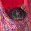 Ratto4