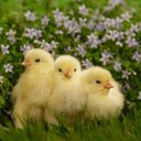 Chicken17