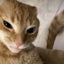 CatwVibes