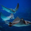 -stingray-