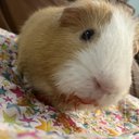 rosiegirl3