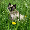 kitkat_140