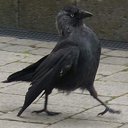 vodeneboje