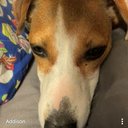 AddisonMc